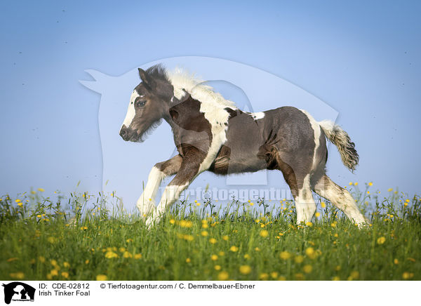 Irish Tinker Fohlen / Irish Tinker Foal / CDE-02812