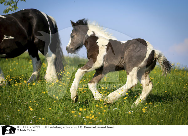 2 Irish Tinker / 2 Irish Tinker / CDE-02821