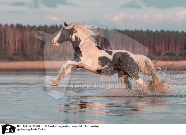 galoppierender Irish Tinker / galloping Irish Tinker / MAB-01088