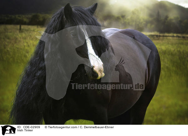 Irish Tinker / Irish Tinker / CDE-02909