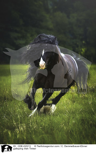 galloping Irish Tinker / CDE-02913
