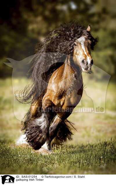 galloping Irish Tinker / SAS-01254