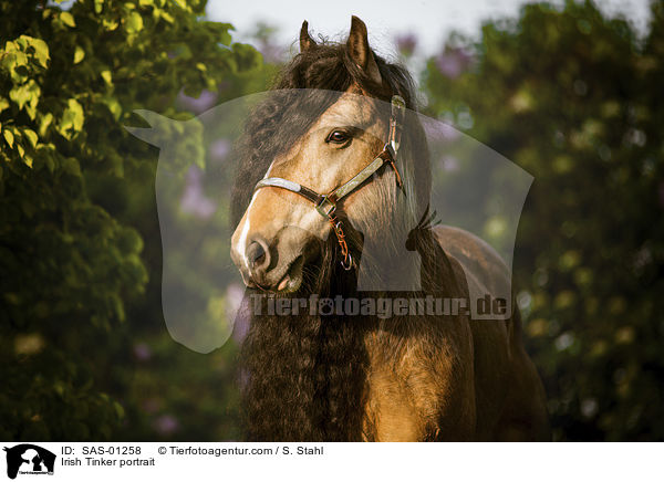 Irish Tinker portrait / SAS-01258