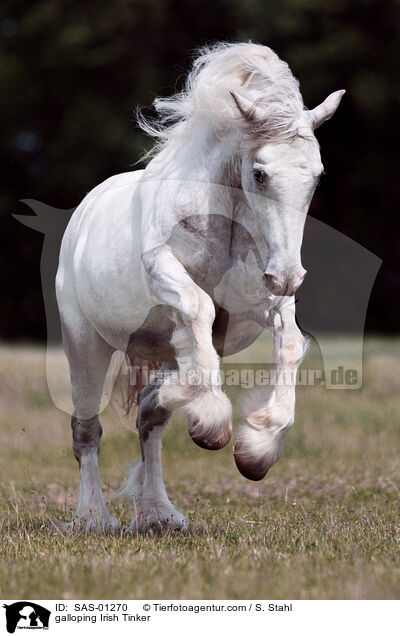 galloping Irish Tinker / SAS-01270