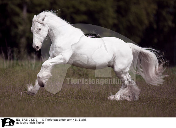 galloping Irish Tinker / SAS-01273