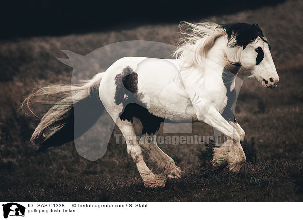 galloping Irish Tinker / SAS-01338
