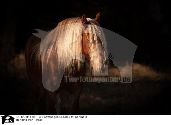 stehender Irish Tinker / standing Irish Tinker / MC-01119