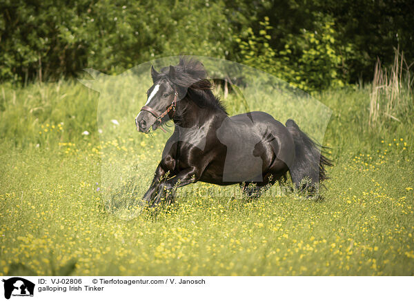 galoppierender Irish Tinker / galloping Irish Tinker / VJ-02806