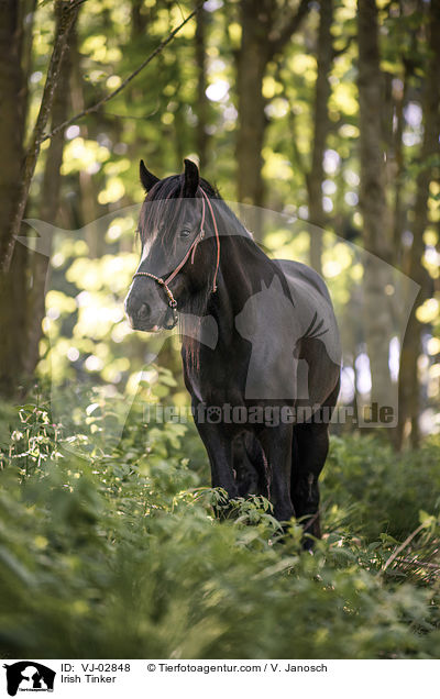 Irish Tinker / VJ-02848