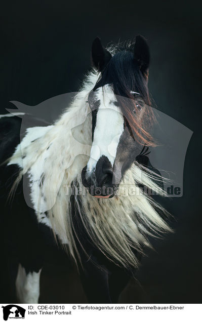 Irish Tinker Portrait / CDE-03010
