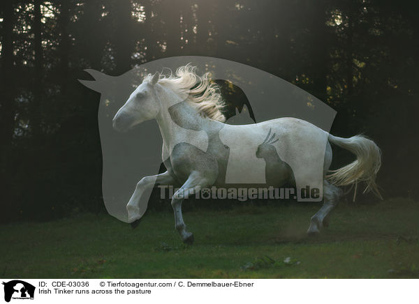 Irish Tinker runs across the pasture / CDE-03036