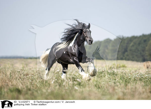 galloping Irish Tinker stallion / VJ-02971