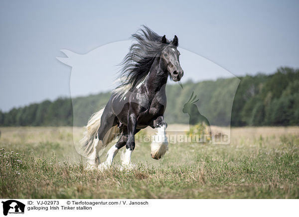 galloping Irish Tinker stallion / VJ-02973