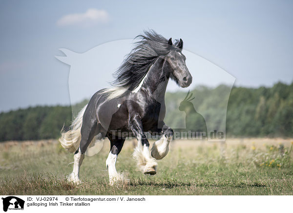 galloping Irish Tinker stallion / VJ-02974