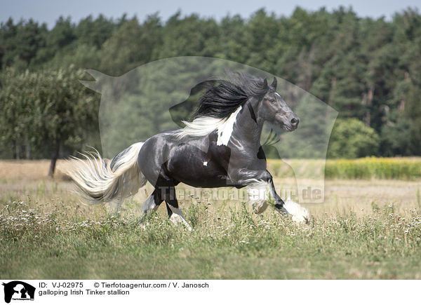 galloping Irish Tinker stallion / VJ-02975