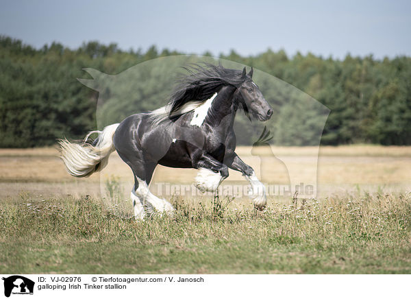 galloping Irish Tinker stallion / VJ-02976
