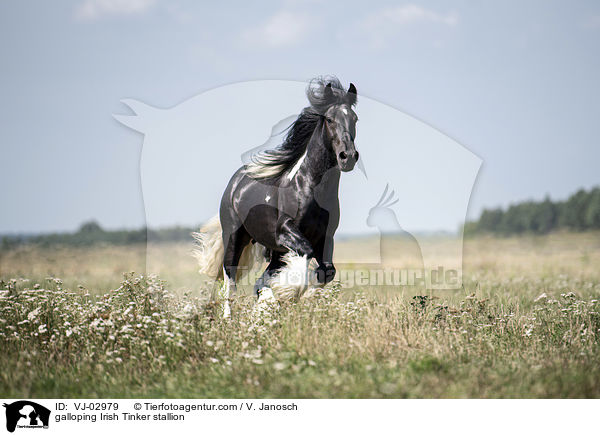 galloping Irish Tinker stallion / VJ-02979
