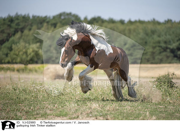 galloping Irish Tinker stallion / VJ-02980
