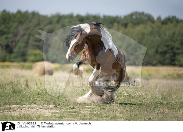galloping Irish Tinker stallion / VJ-02981