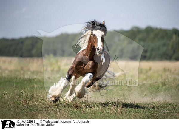 galloping Irish Tinker stallion / VJ-02983