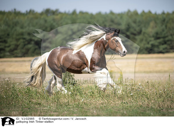 galloping Irish Tinker stallion / VJ-02985