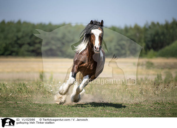 galloping Irish Tinker stallion / VJ-02986