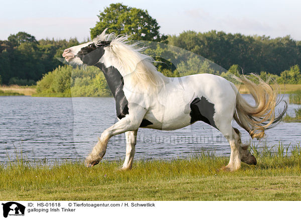 galloping Irish Tinker / HS-01618