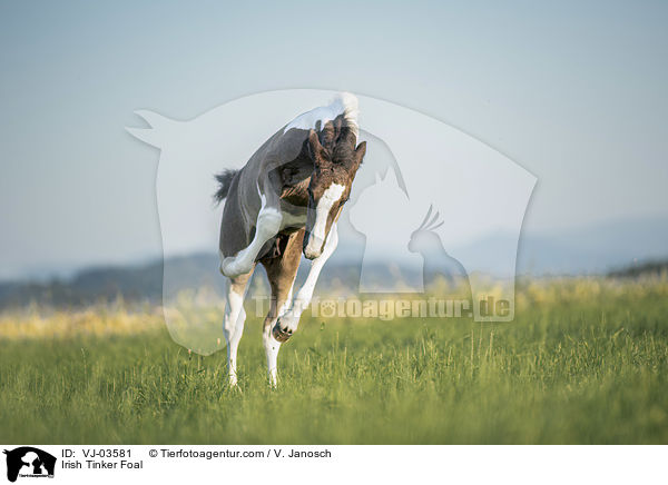 Irish Tinker Foal / VJ-03581