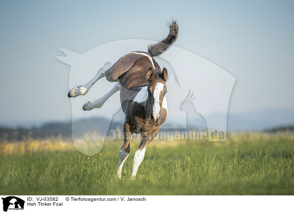 Irish Tinker Fohlen / Irish Tinker Foal / VJ-03582