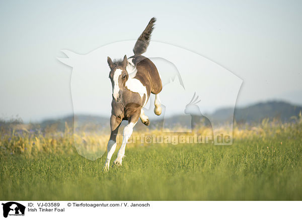 Irish Tinker Foal / VJ-03589