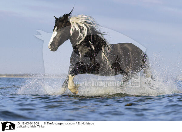 galoppierender Irish Tinker / galloping Irish Tinker / EHO-01909