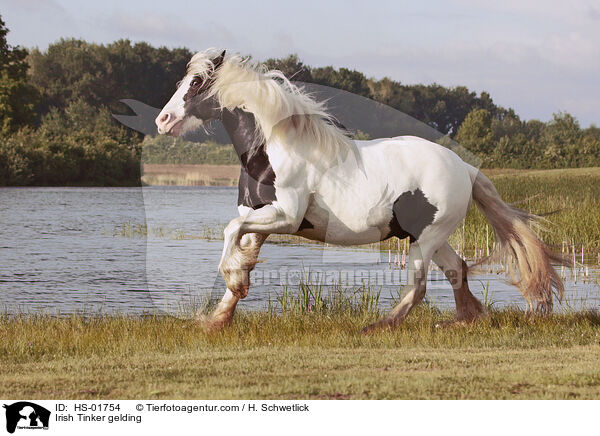 Irish Tinker Wallach / Irish Tinker gelding / HS-01754