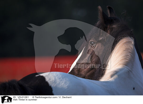 Irish Tinker im Sommer / Irish Tinker in summer / VD-01281