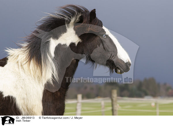 Irish Tinker / JM-06913