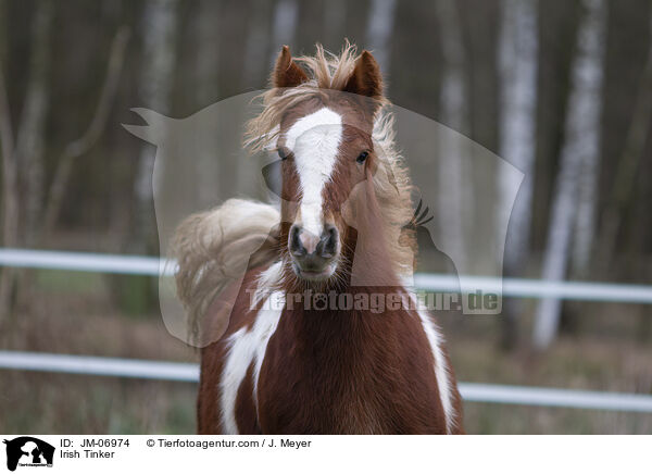 Irish Tinker / JM-06974