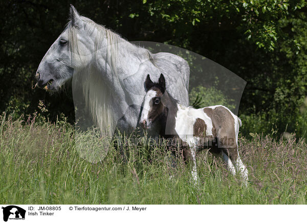 Irish Tinker / JM-08805