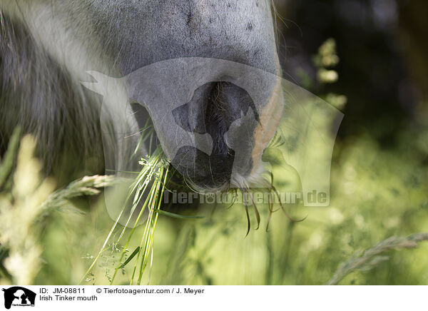 Irish Tinker mouth / JM-08811