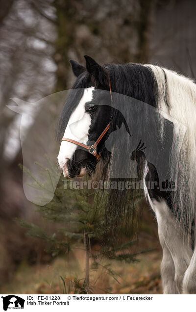 Irish Tinker Portrait / Irish Tinker Portrait / IFE-01228