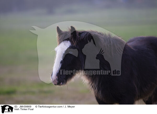 Irish Tinker Fohlen / Irish Tinker Foal / JM-09869