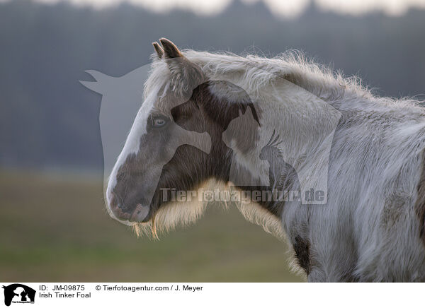 Irish Tinker Fohlen / Irish Tinker Foal / JM-09875