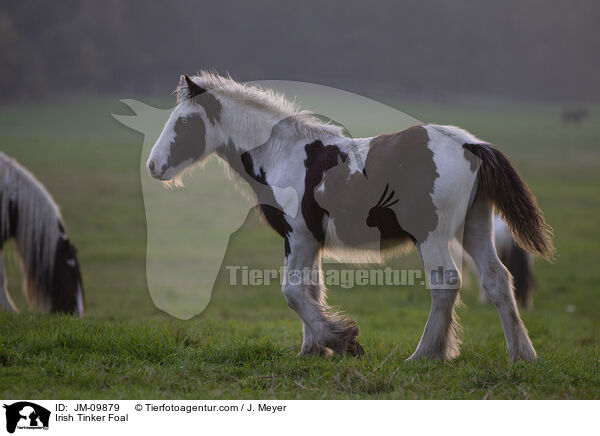 Irish Tinker Foal / JM-09879
