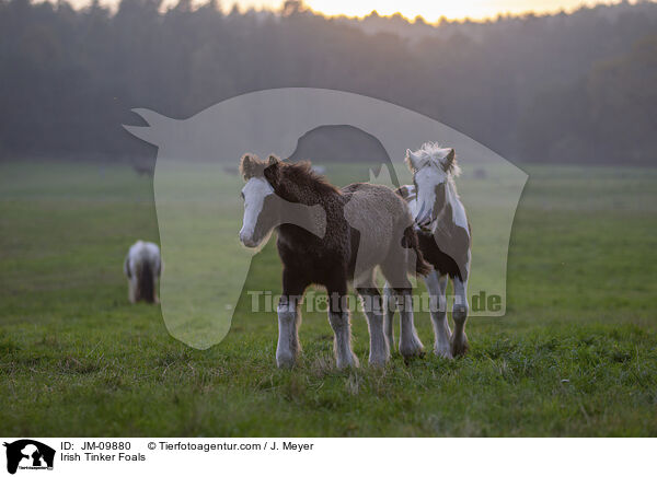 Irish Tinker Foals / JM-09880
