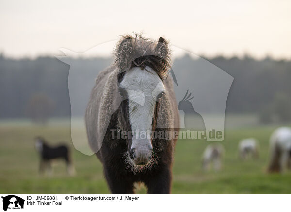 Irish Tinker Foal / JM-09881