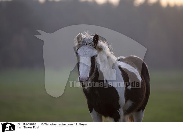 Irish Tinker Fohlen / Irish Tinker Foal / JM-09883