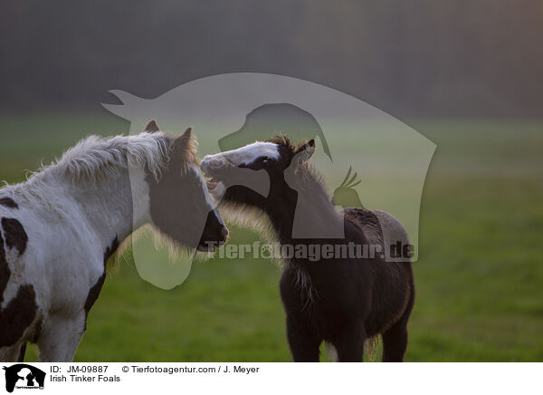 Irish Tinker Fohlen / Irish Tinker Foals / JM-09887