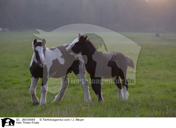 Irish Tinker Foals / JM-09889