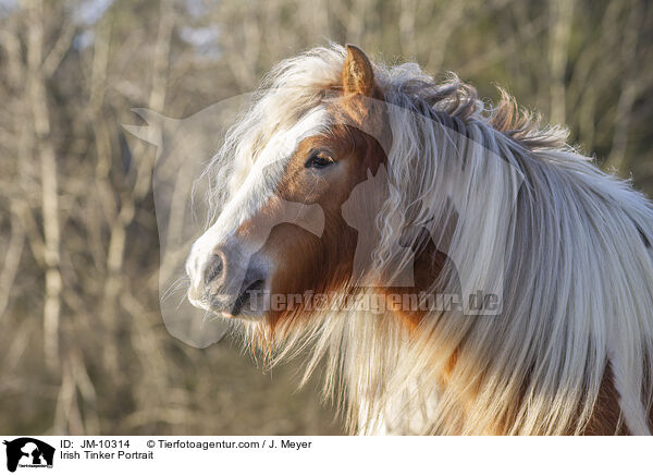 Irish Tinker Portrait / JM-10314