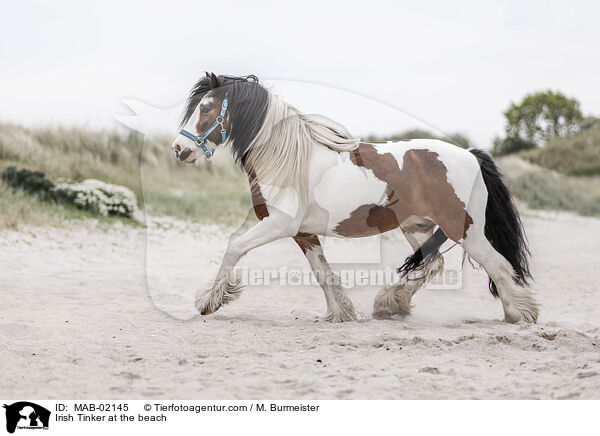 Irish Tinker am Strand / Irish Tinker at the beach / MAB-02145