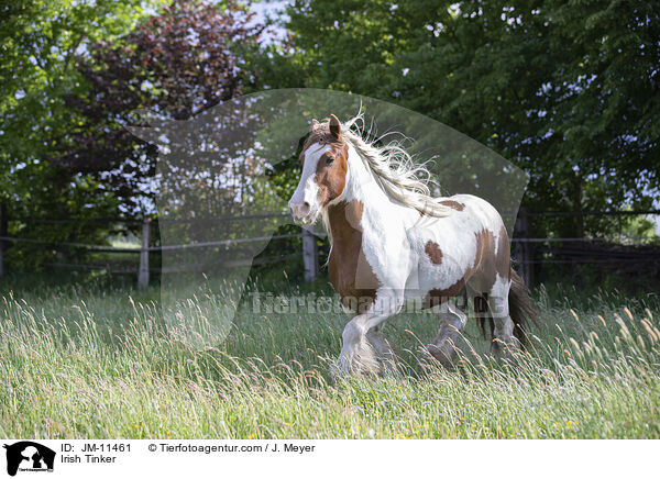 Irish Tinker / JM-11461