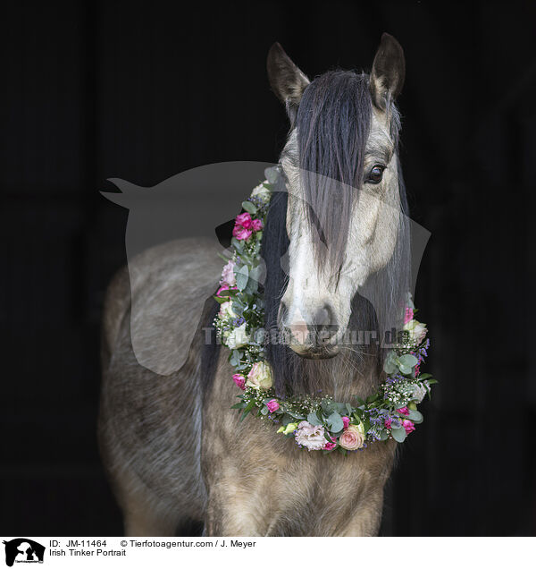 Irish Tinker Portrait / Irish Tinker Portrait / JM-11464